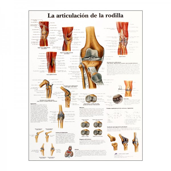 Anatomy Chart: Knee Joint